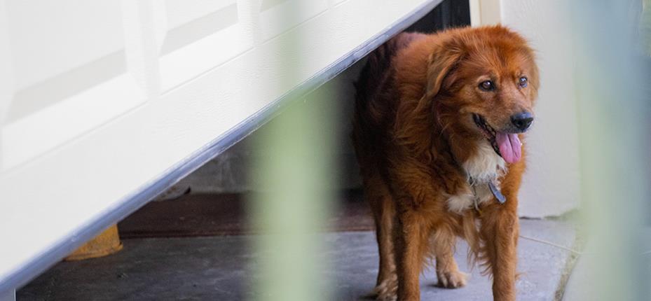 dog in garage